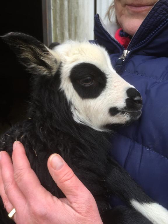 Farm Stay Happy Dogs Ranch Veberod Экстерьер фото