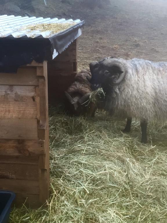 Farm Stay Happy Dogs Ranch Veberod Экстерьер фото