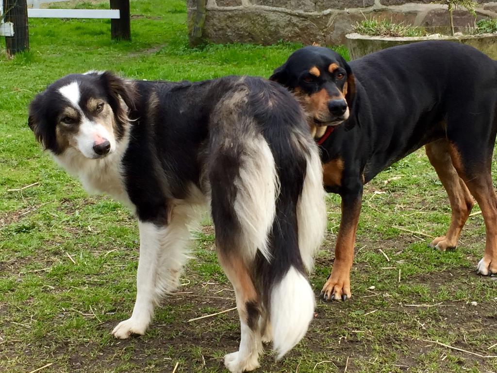 Farm Stay Happy Dogs Ranch Veberod Экстерьер фото