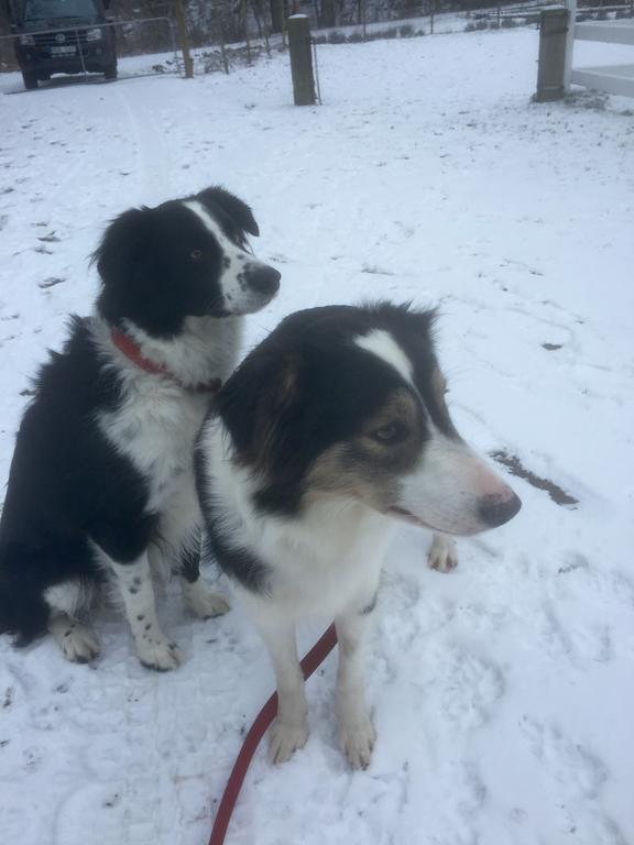 Farm Stay Happy Dogs Ranch Veberod Экстерьер фото