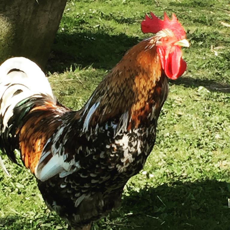 Farm Stay Happy Dogs Ranch Veberod Экстерьер фото